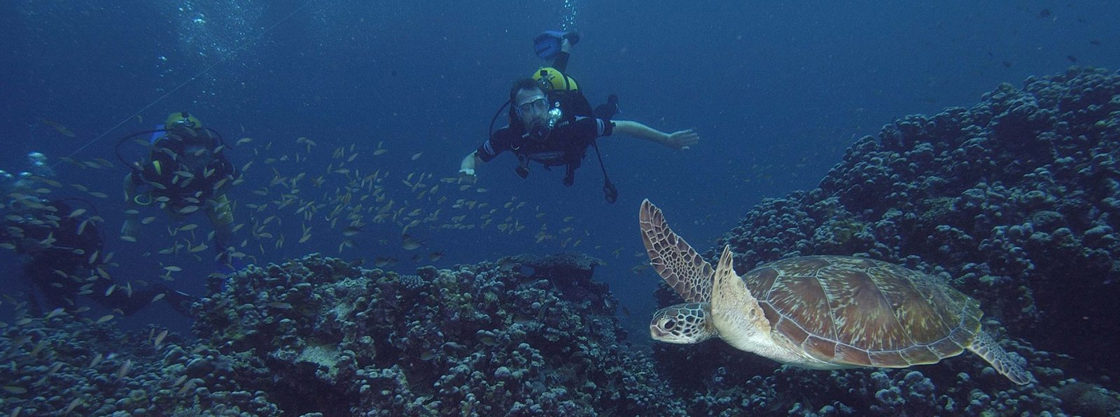 Diving in Zanzibar | PADI Courses | Dive Packages in Zanzibar